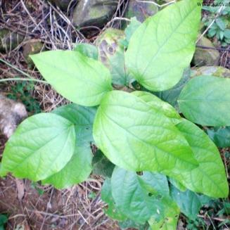 FIBRAUREA RECISA PIERRE 