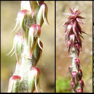 Achyranthes aspera L