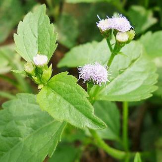 Ageratum conyzoides L