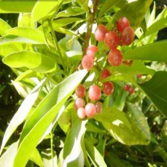 Acronychia laurifolia Blume