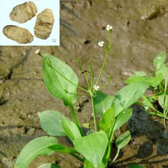 Alisma plantago-aquatica L