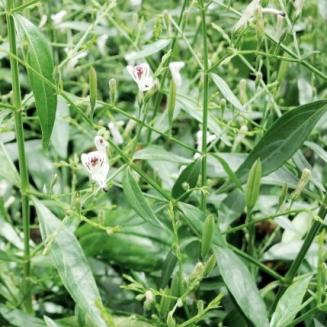 Andrographis paniculata (Burm.f.) Nees