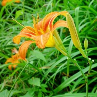 Hemerocallis fulva L.