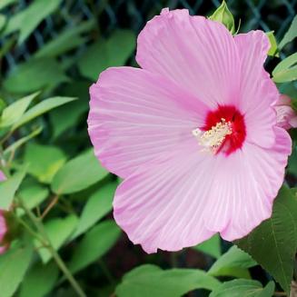 Hibiscus mutabilis L