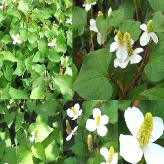 Houttuynia cordata Thunb