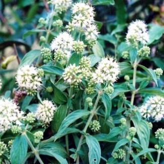 Hediotis capitellata Wall