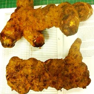 Heterosmilax erythrantha Baill