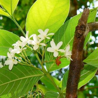 Holarrhena antidysenterica 