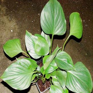 Homalonema occulta (Lour.) Schott