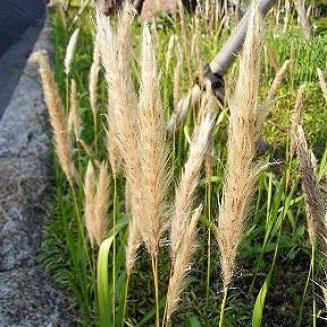 Imperata cylindrica (L.) P. Beauv