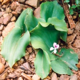 Kaempferia galanga L