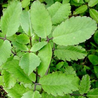 Kalanchoe pinnata (Lam.) Pers