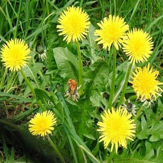 Lactuca indica/ Dandelion