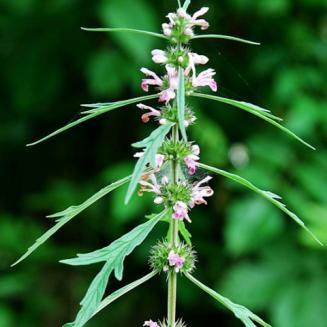 Leonurus artemisia (Lour.) S. Y. Hu