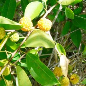 Maclura cochinchinensis (Lour.) Corner