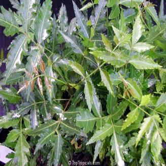 Melia azedarach L (xoan)