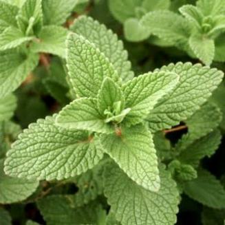 Mentha arvensis L