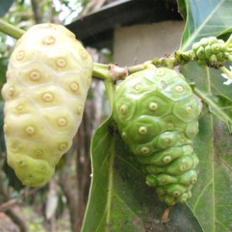 Morinda citrifolia L