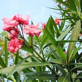 Nerium odorum Soland