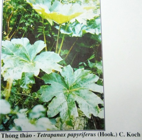 Tetrapanax papyriferus (Hook.) K. Koch
