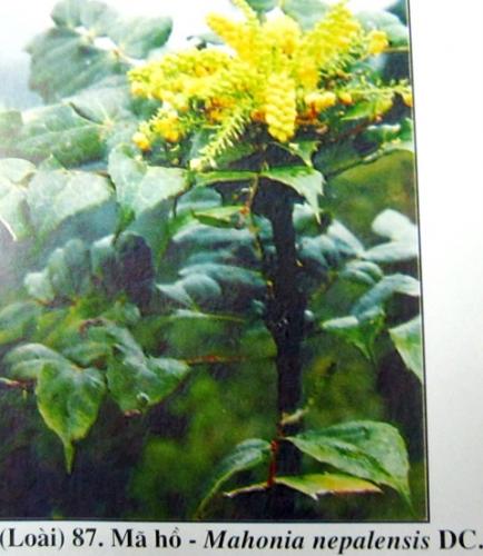 Mahonia nepalensis dc