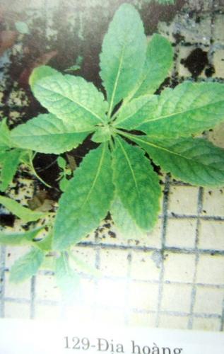 Rehmannia glutinosa Libosch