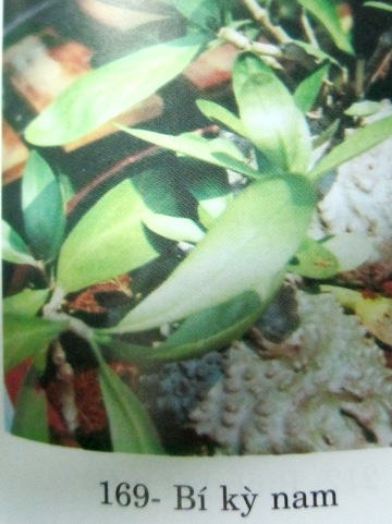  Hydnophytum formicarum Jack