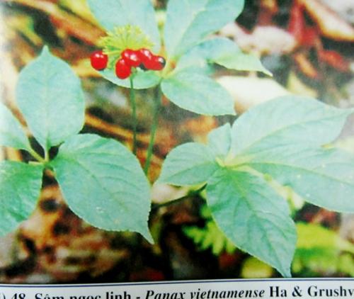 Panax vietnamensis