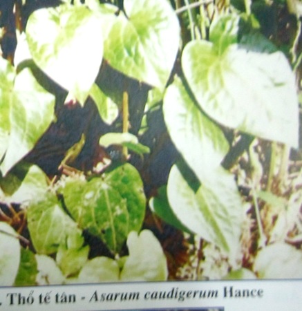 Asarum caudigerum Hance