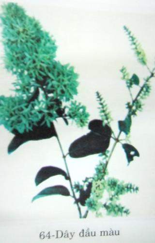 Calycopteris floribunda (Roxb.) Lam