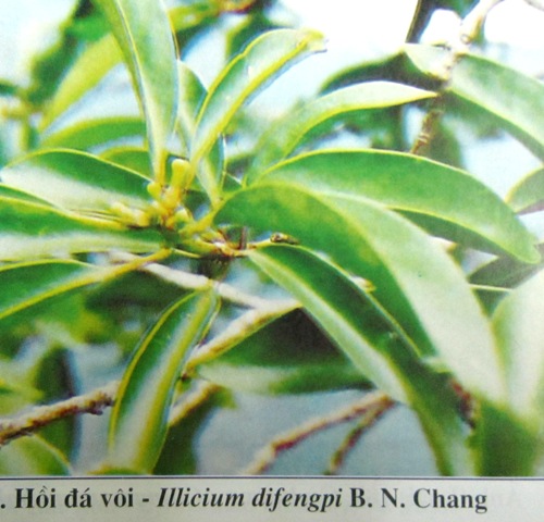 Illicium difengpi