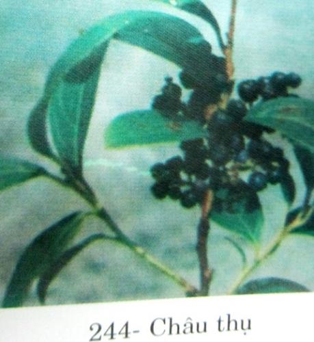 Gaultheria fragrantissima Wall