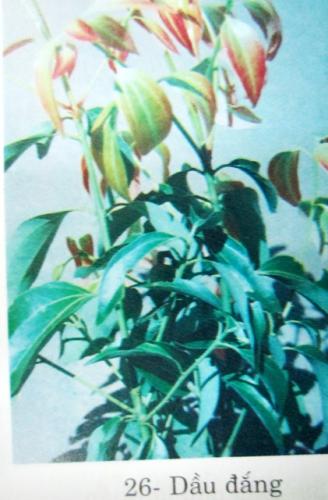 Lindera myrrha (Lour.) Merr