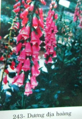  Digitalis lanata Ehr