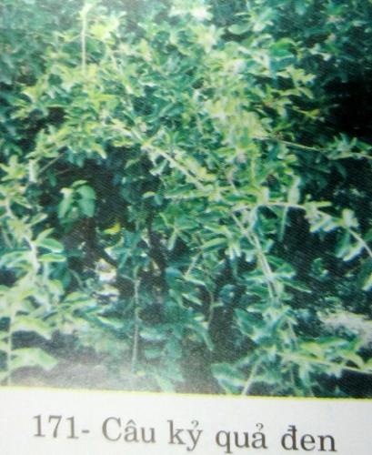 Lycium ruthenicum Murray