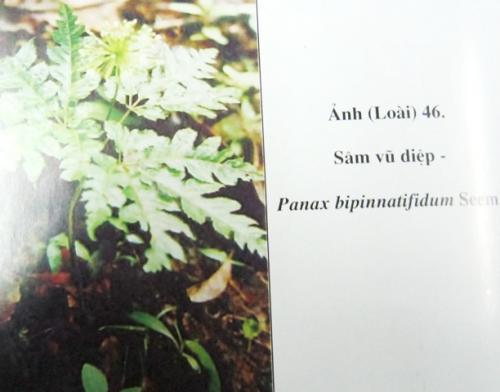 Panax bipinnatifidum seem