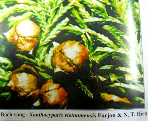 Xanthocyparis vietnamensis Farjon & N.T Hiep