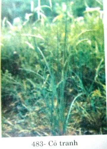 Imperata cylindrica (L.) Beauv