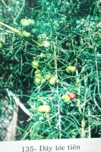 Asparagus acerosus Roxb.