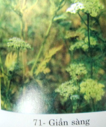 Cnidium monnieri (L.) Cusson