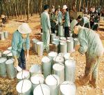 Rubber prices close to cost of sales