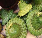  What’s so special about palm leaf hats?