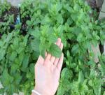 An Essential Part of Vietnamese Cuisine 