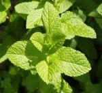 Harvesting and Collecting Mint 