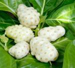 5 Reasons To Try Fresh Noni Juice