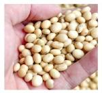 Indonesia to import 40,000 tons of soybeans per year