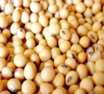 Improved quality soybean in  Vietnam