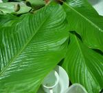 Phrynium leaves in Tet saeson