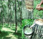Reserve in rubber producing countries reduced