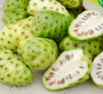  An effective method of treating fibroids, cysts - Morinda 